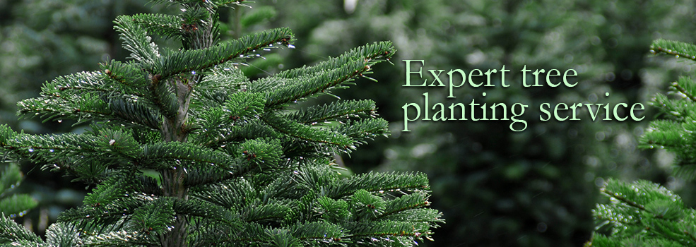 Expert tree planting service