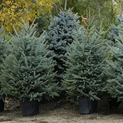 Tree Planting